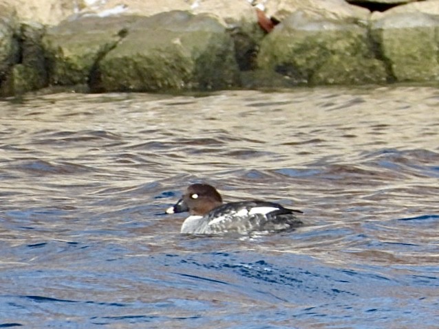 Common Goldeneye - ML646954966