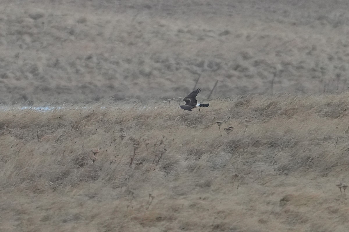 Northern Harrier - ML646954967