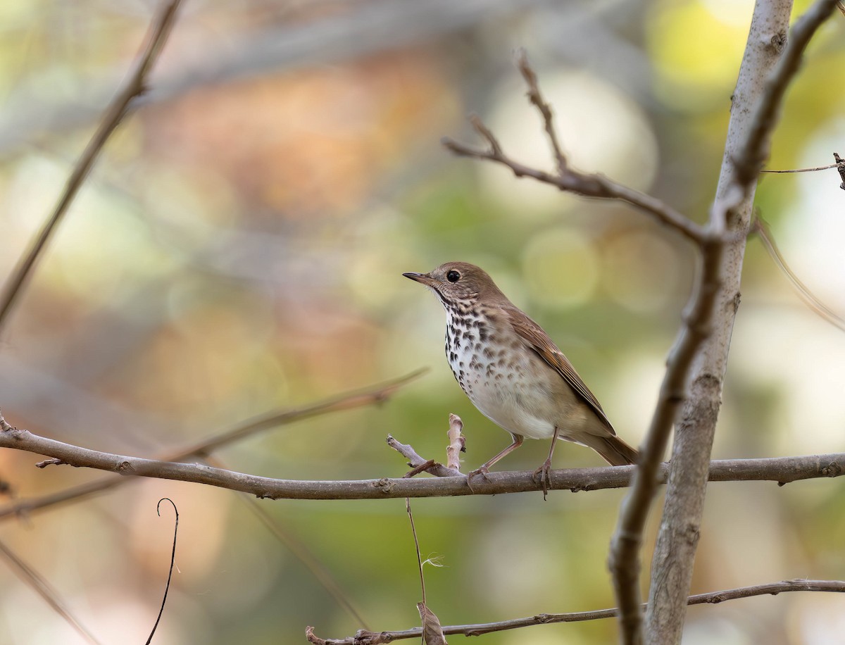 チャイロコツグミ - ML646954968