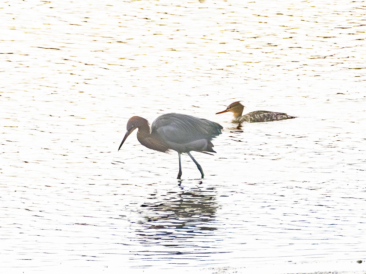Reddish Egret - ML646954971