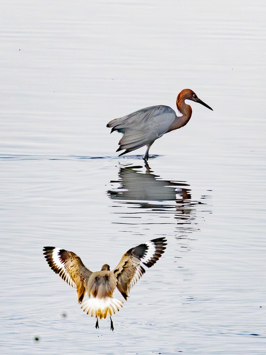 Reddish Egret - ML646954972