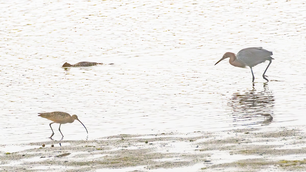Reddish Egret - ML646954973