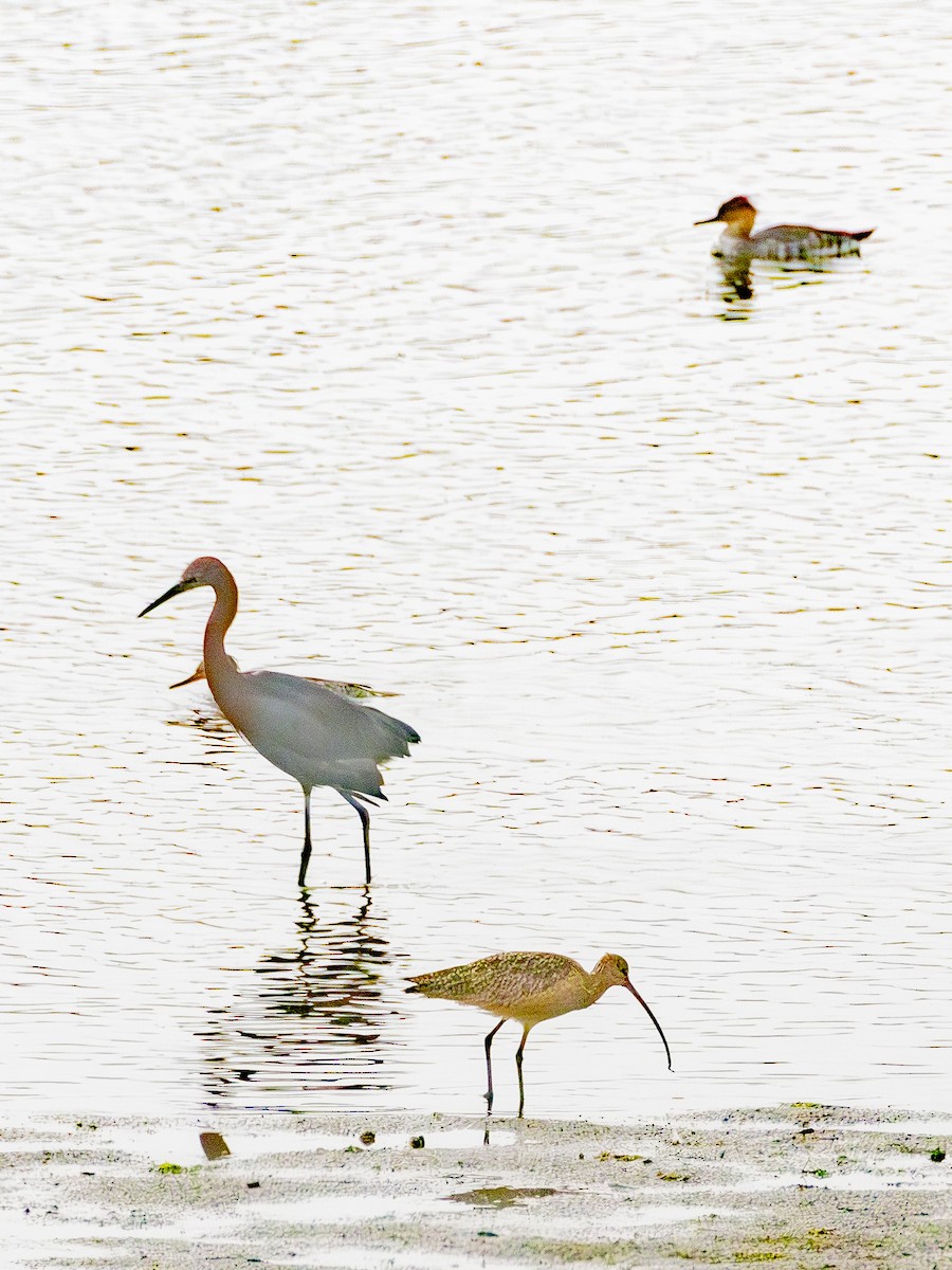 Reddish Egret - ML646954974