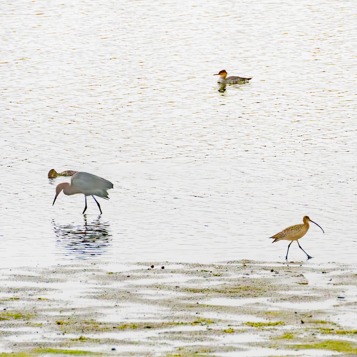 Reddish Egret - ML646954975