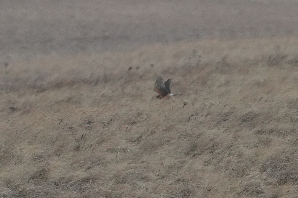 Northern Harrier - ML646954976
