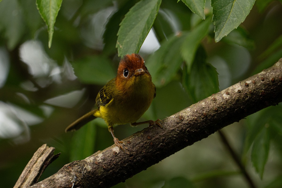 Yellow-breasted Warbler - ML646954977