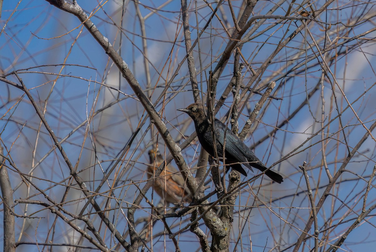 クロムクドリモドキ - ML646954979