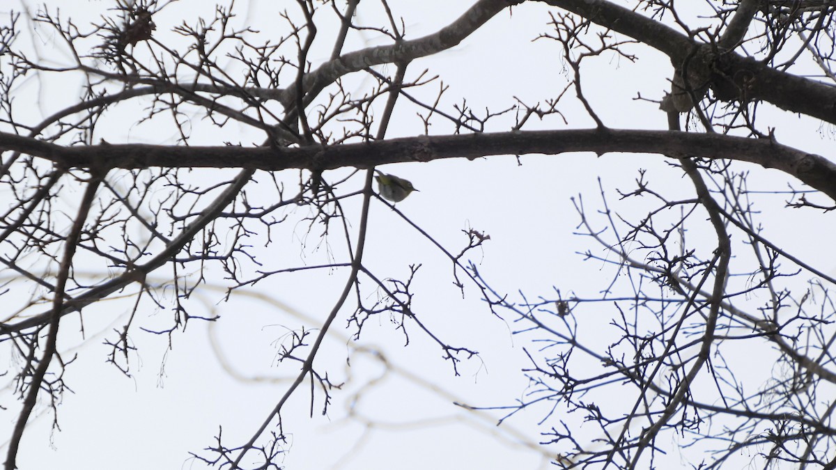 hagebrillefugl - ML646954980