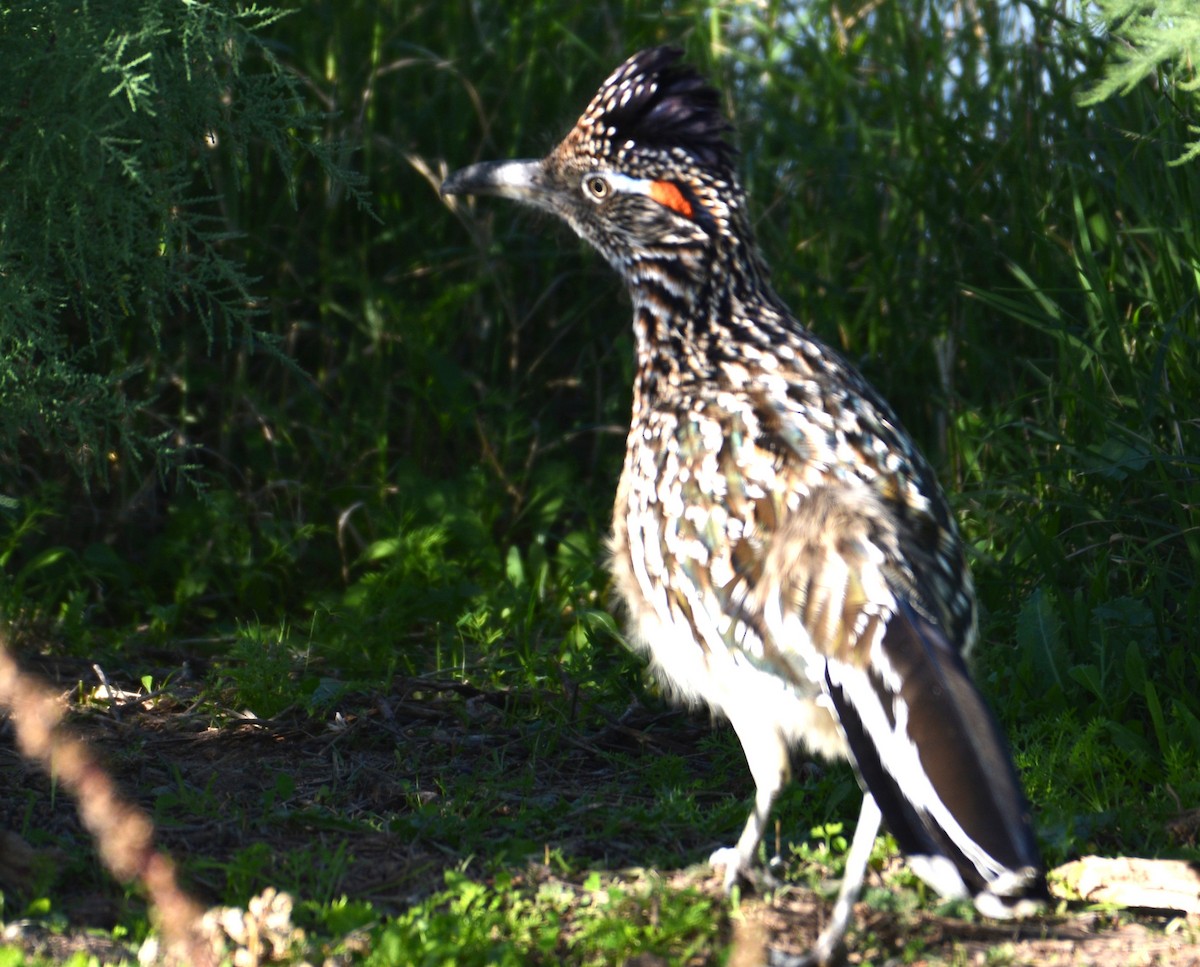 Greater Roadrunner - ML646954982
