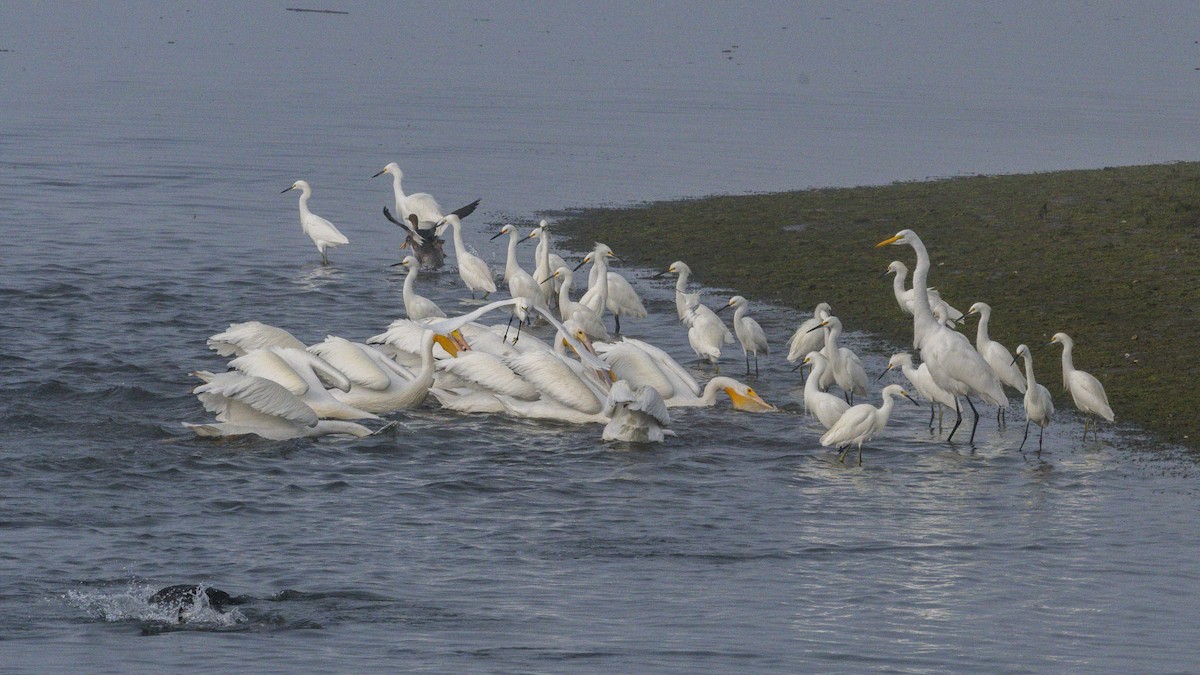 Snowy Egret - ML646954989