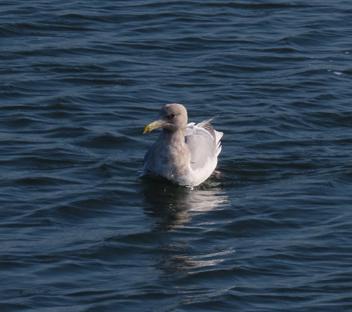 Glaucous-winged Gull - ML646954993