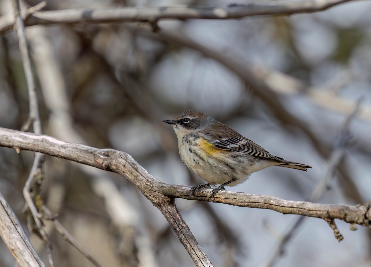 キヅタアメリカムシクイ - ML646954994