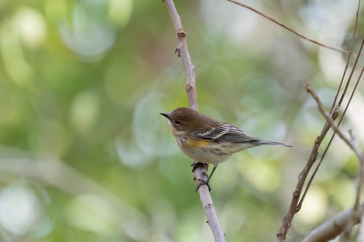 キヅタアメリカムシクイ - ML646954995