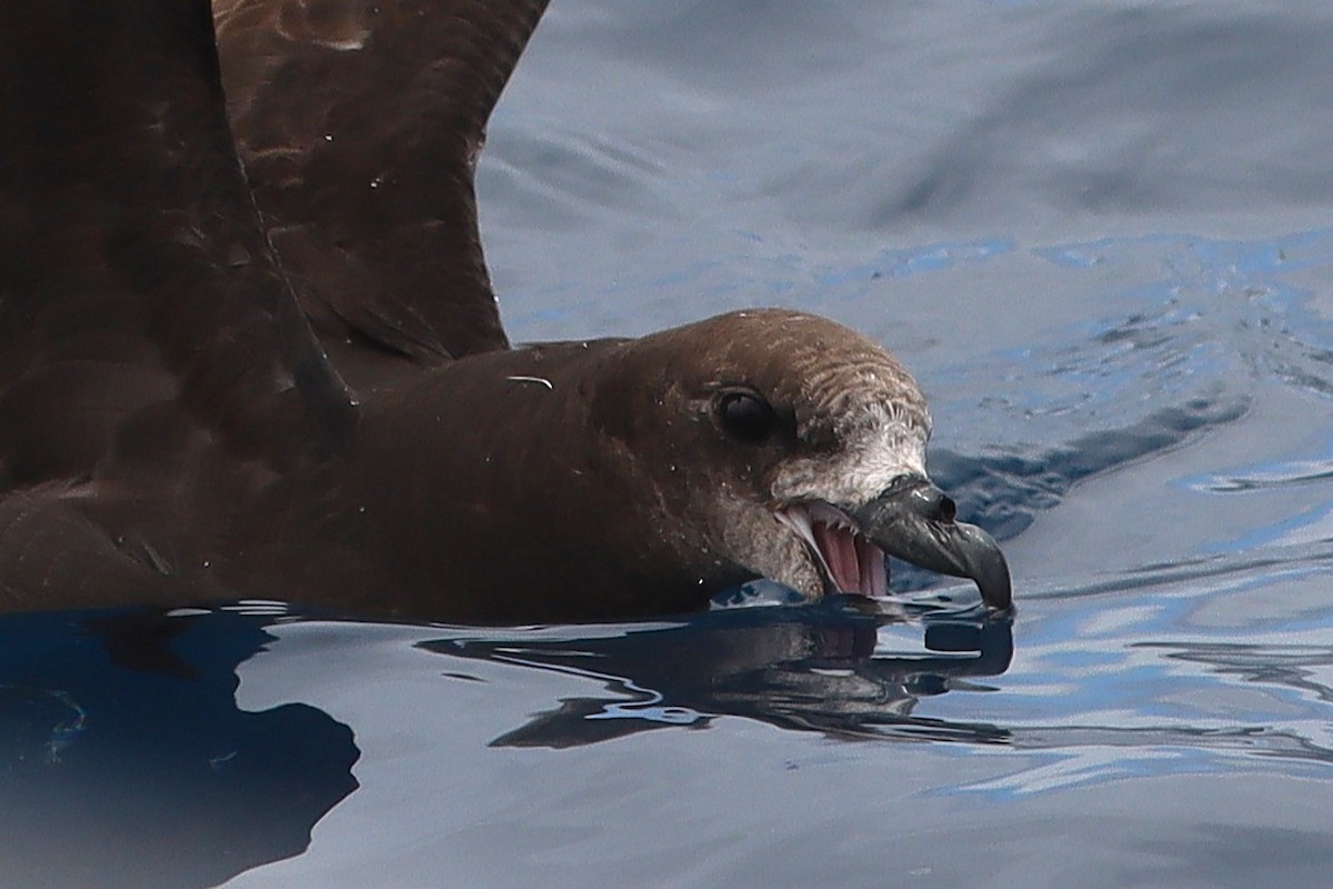 Gray-faced Petrel - ML646954996