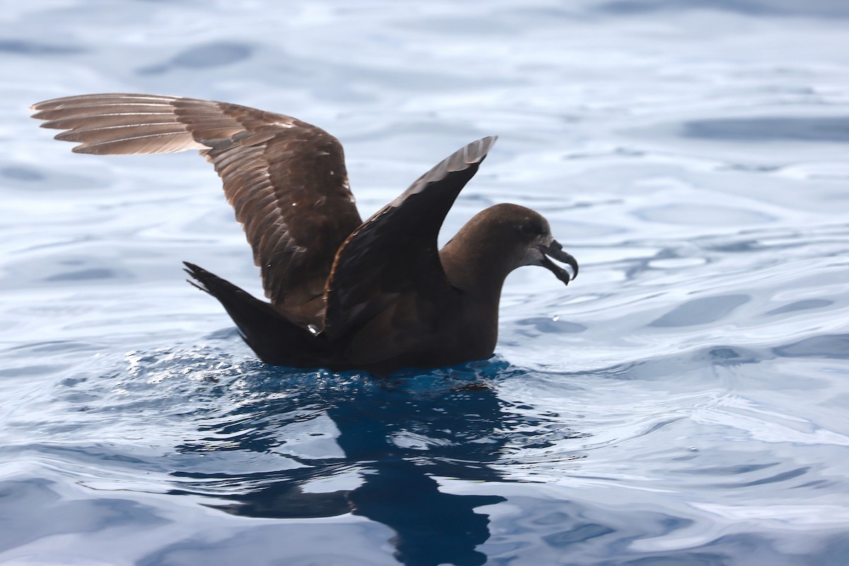 Gray-faced Petrel - ML646954997
