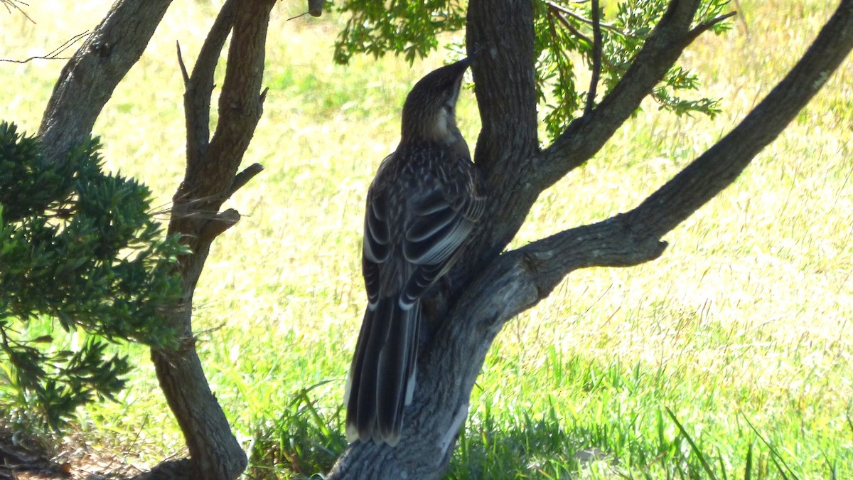 Red Wattlebird - ML646954999