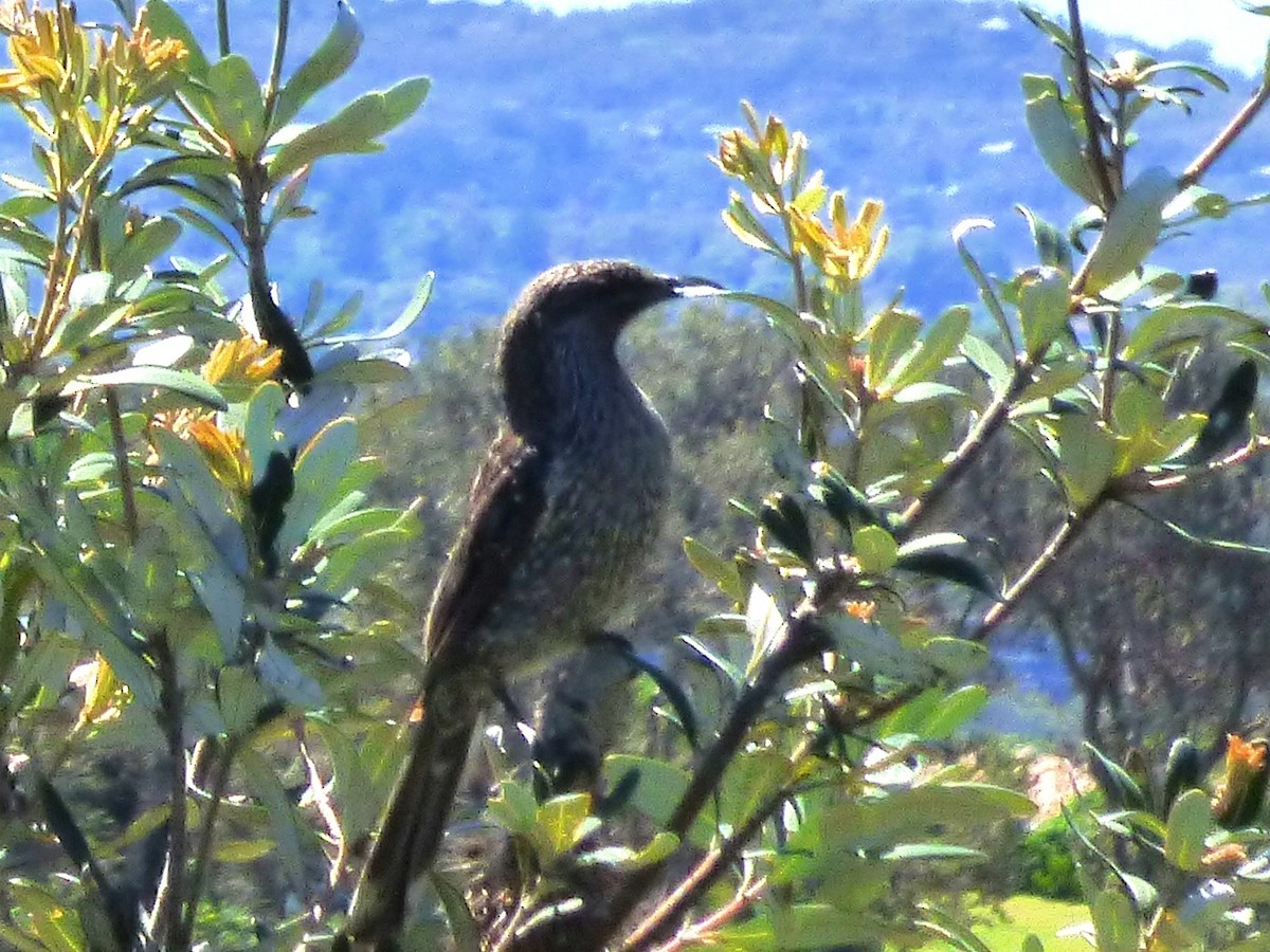 Little Wattlebird - ML646955002