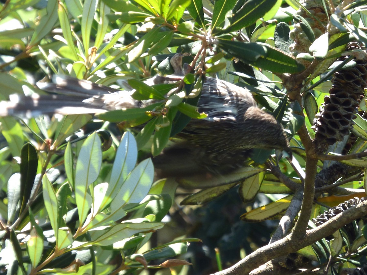 Little Wattlebird - ML646955003