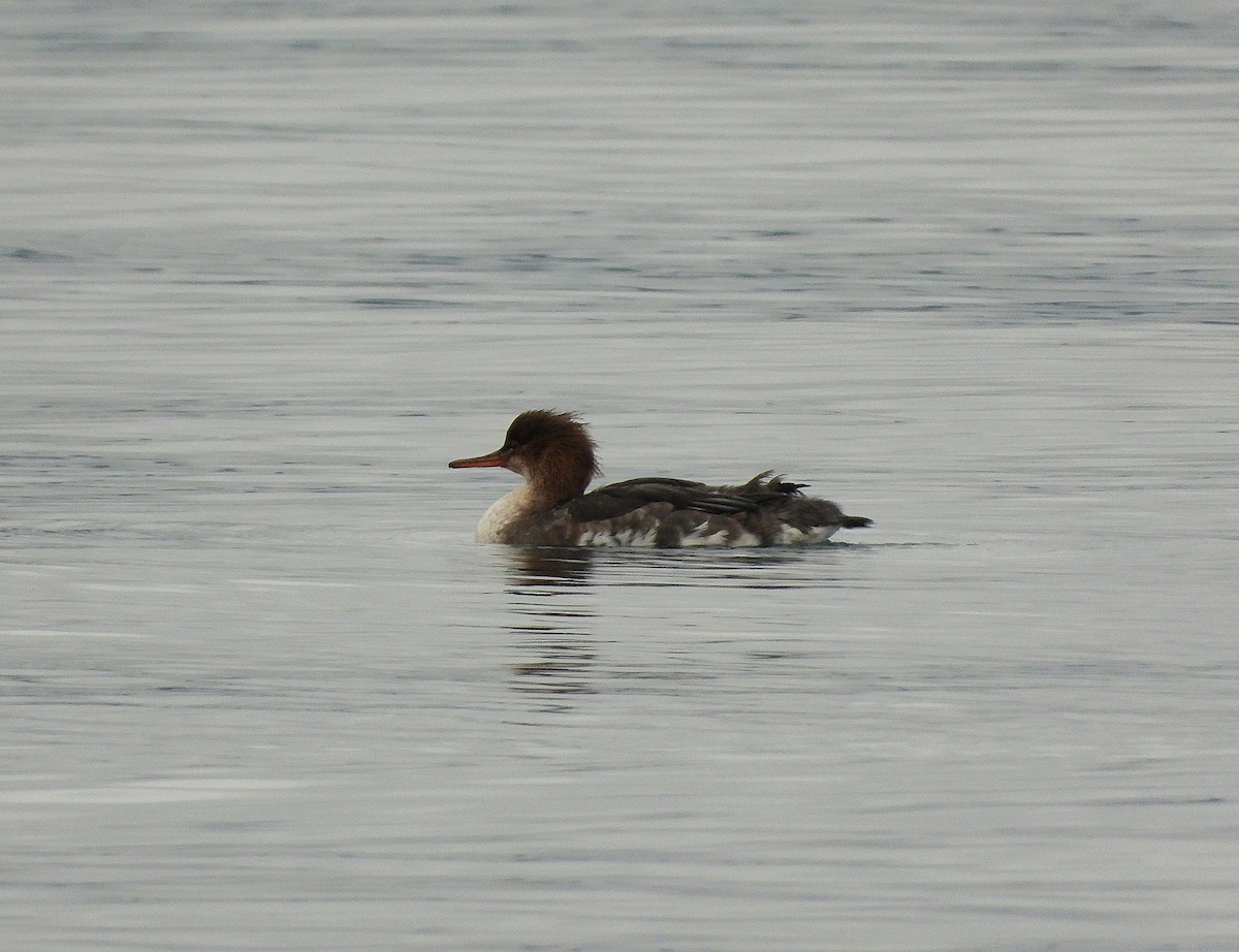 Serreta Mediana - ML646955004