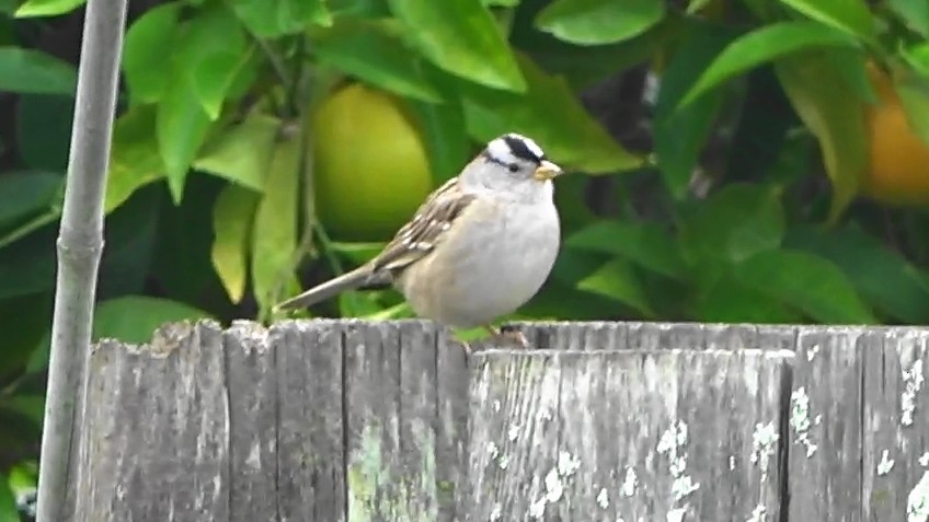 White-crowned Sparrow - ML646955006