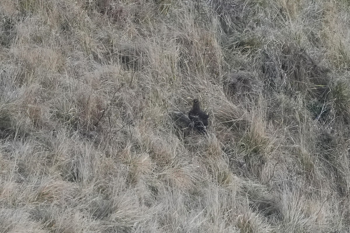 Northern Harrier - ML646955007