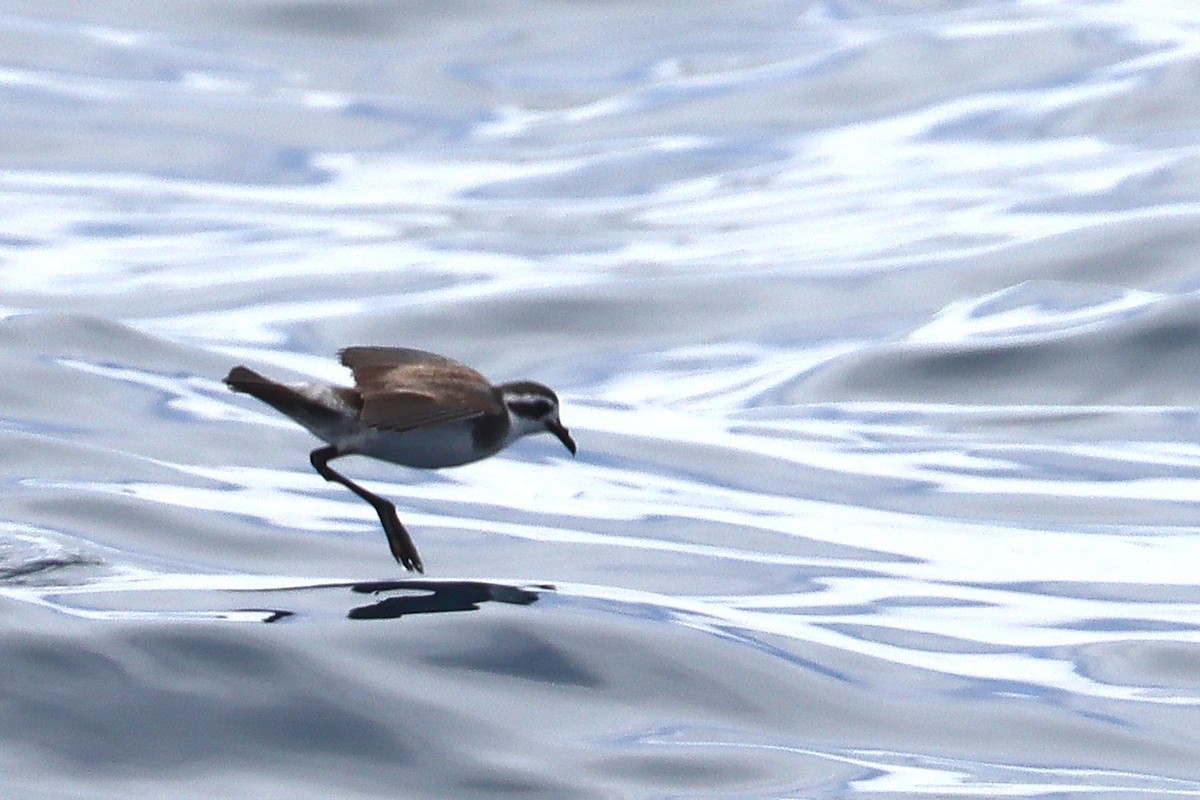 fregattstormsvale - ML646955008