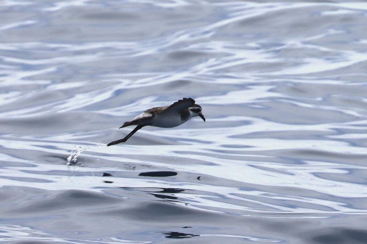 fregattstormsvale - ML646955009