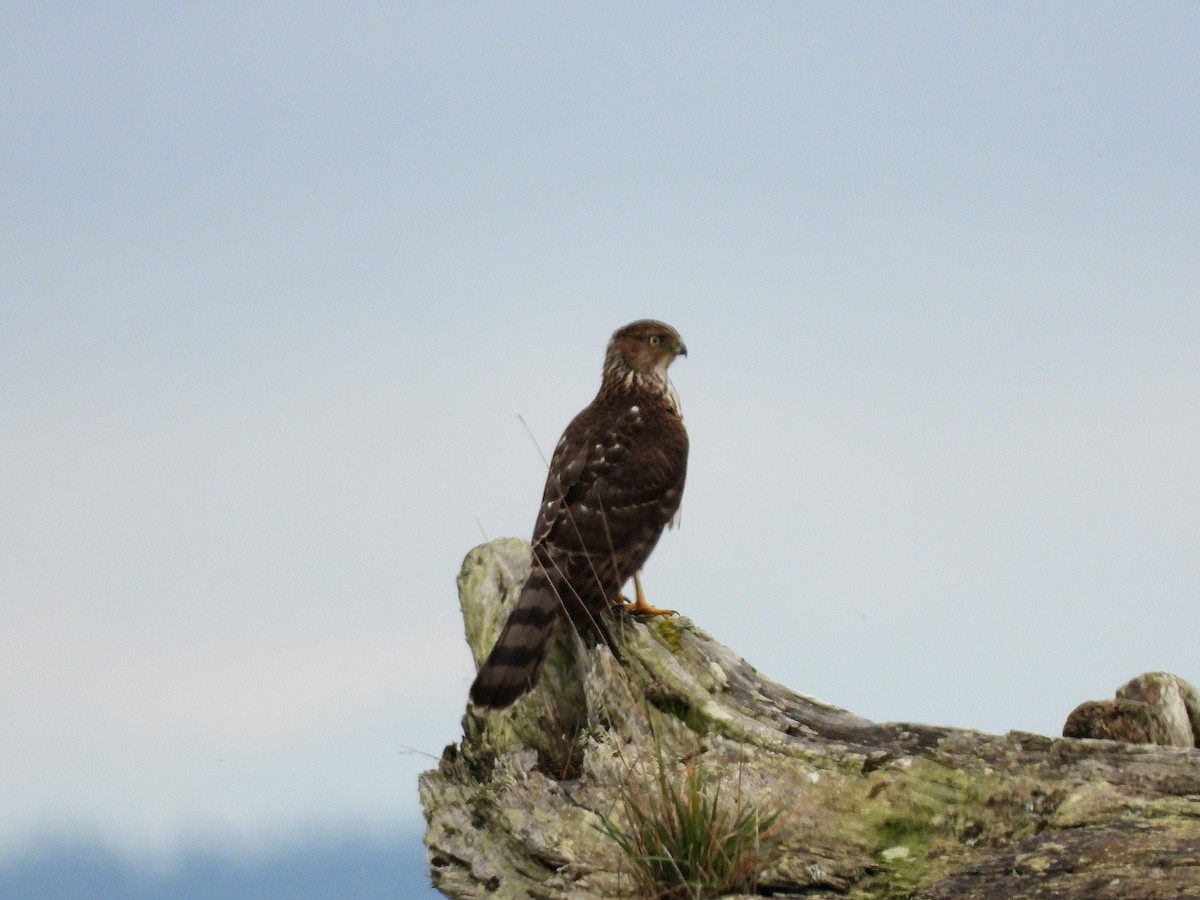 Cooper's Hawk - ML646955010