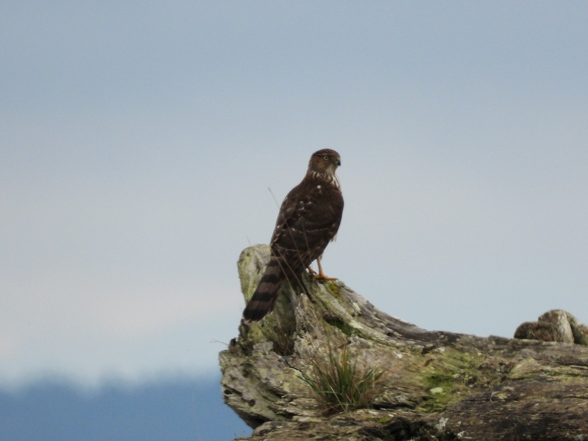 Cooper's Hawk - ML646955011