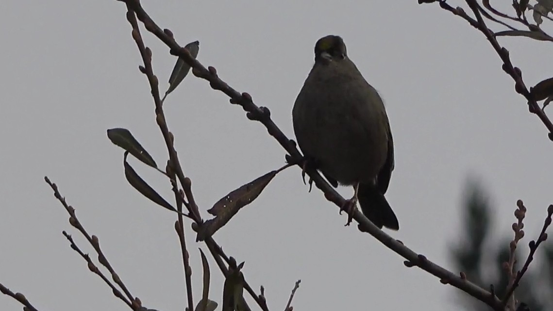 Golden-crowned Sparrow - ML646955012