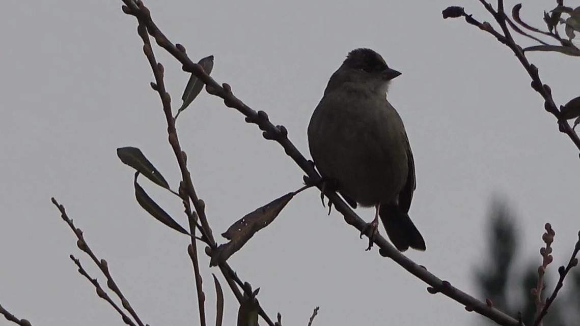 Golden-crowned Sparrow - ML646955013