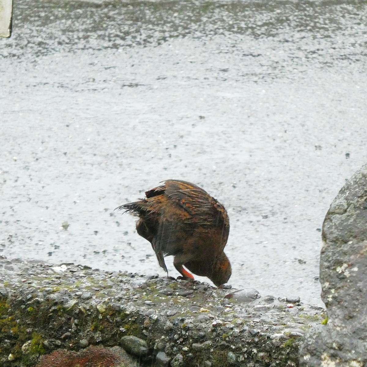 Weka - ML646955014