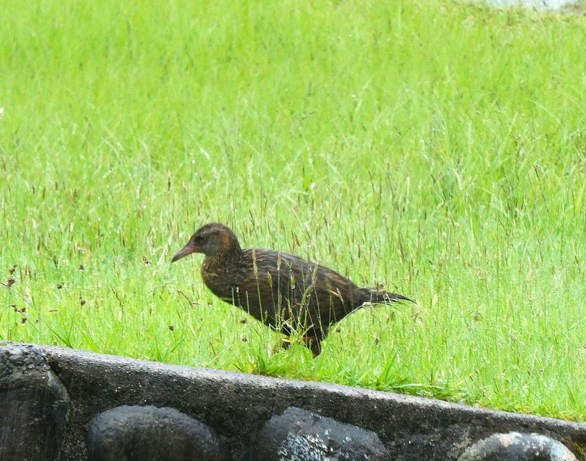 Weka - ML646955015