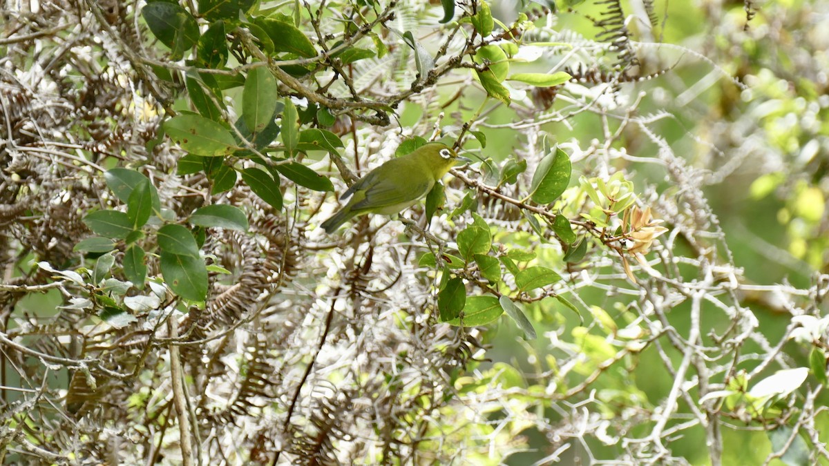 Warbling White-eye - ML646955016
