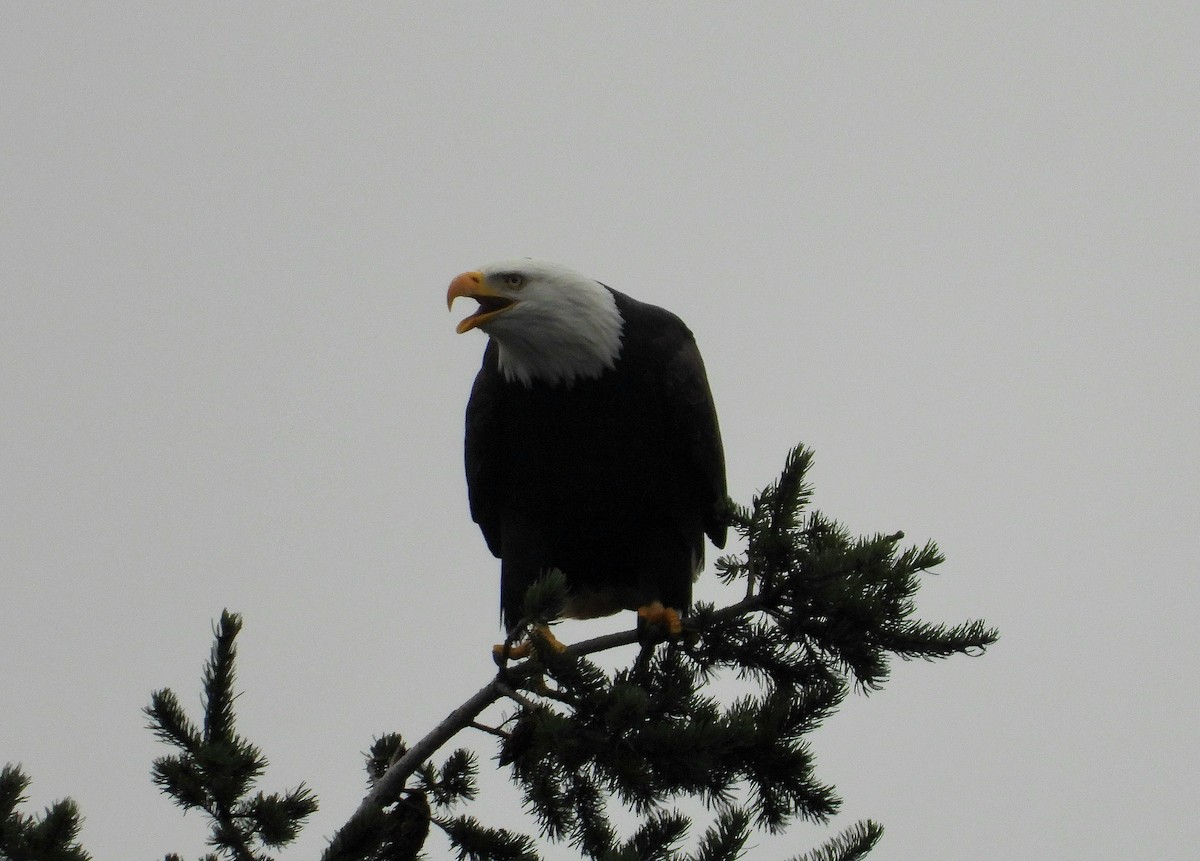 Орлан білоголовий - ML646955020