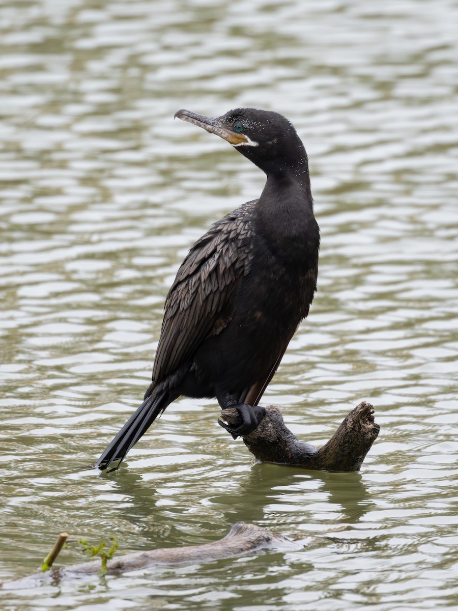 Cormorán Biguá - ML646955021