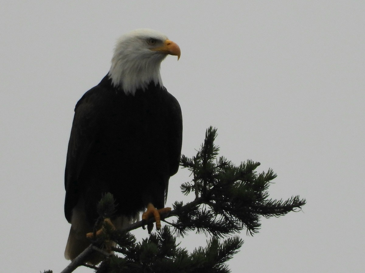 Орлан білоголовий - ML646955032