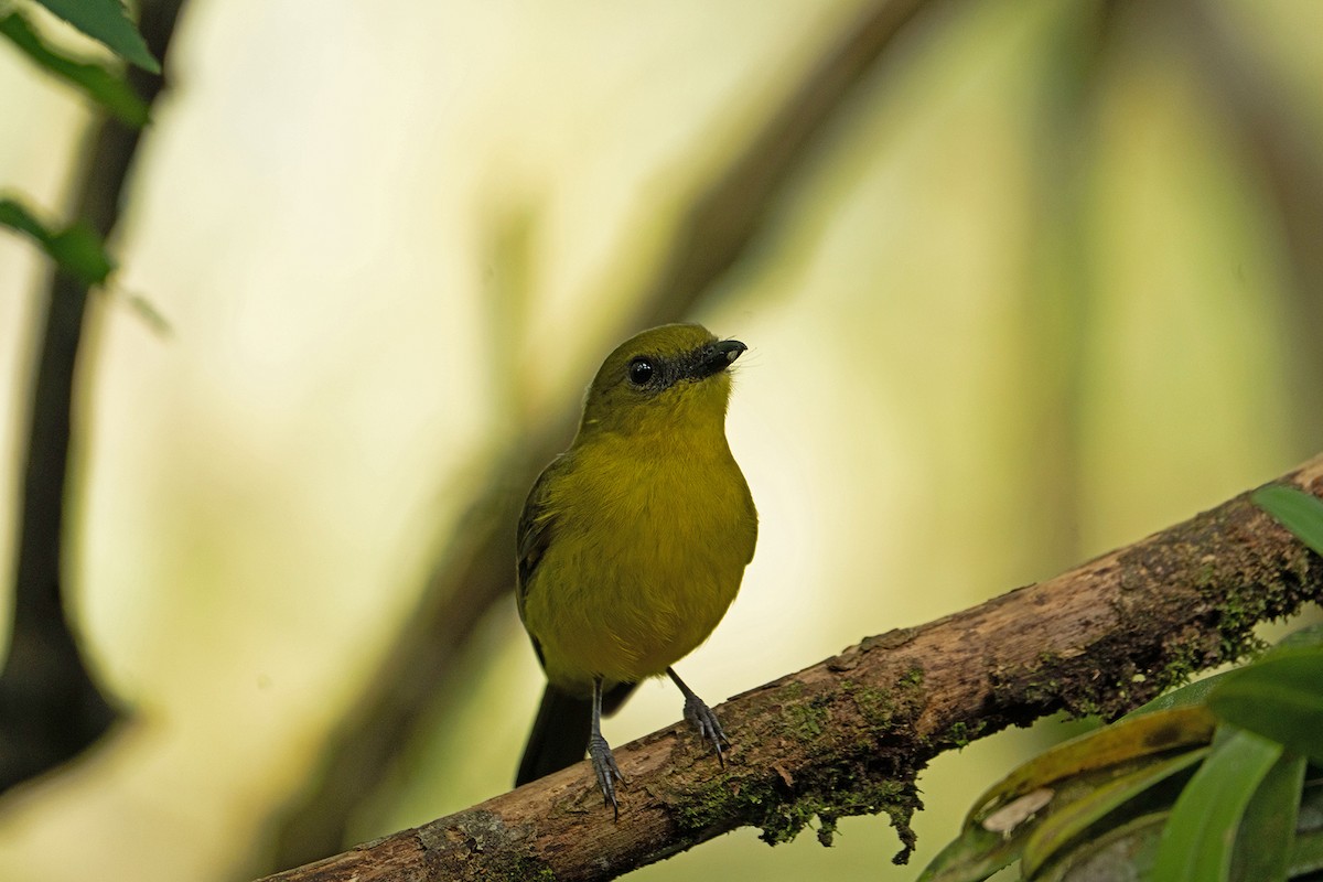 Bornean Whistler - ML646955033