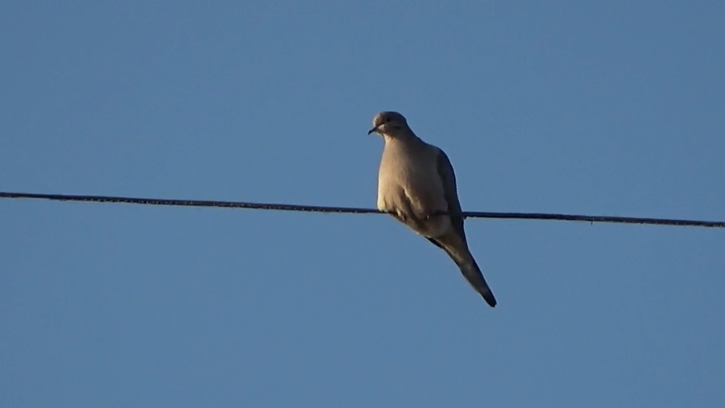 Mourning Dove - ML646955034