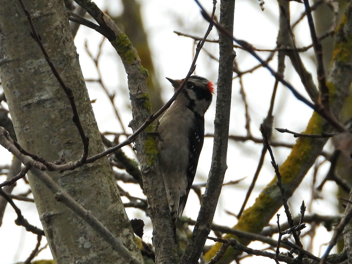 Downy Woodpecker - ML646955035