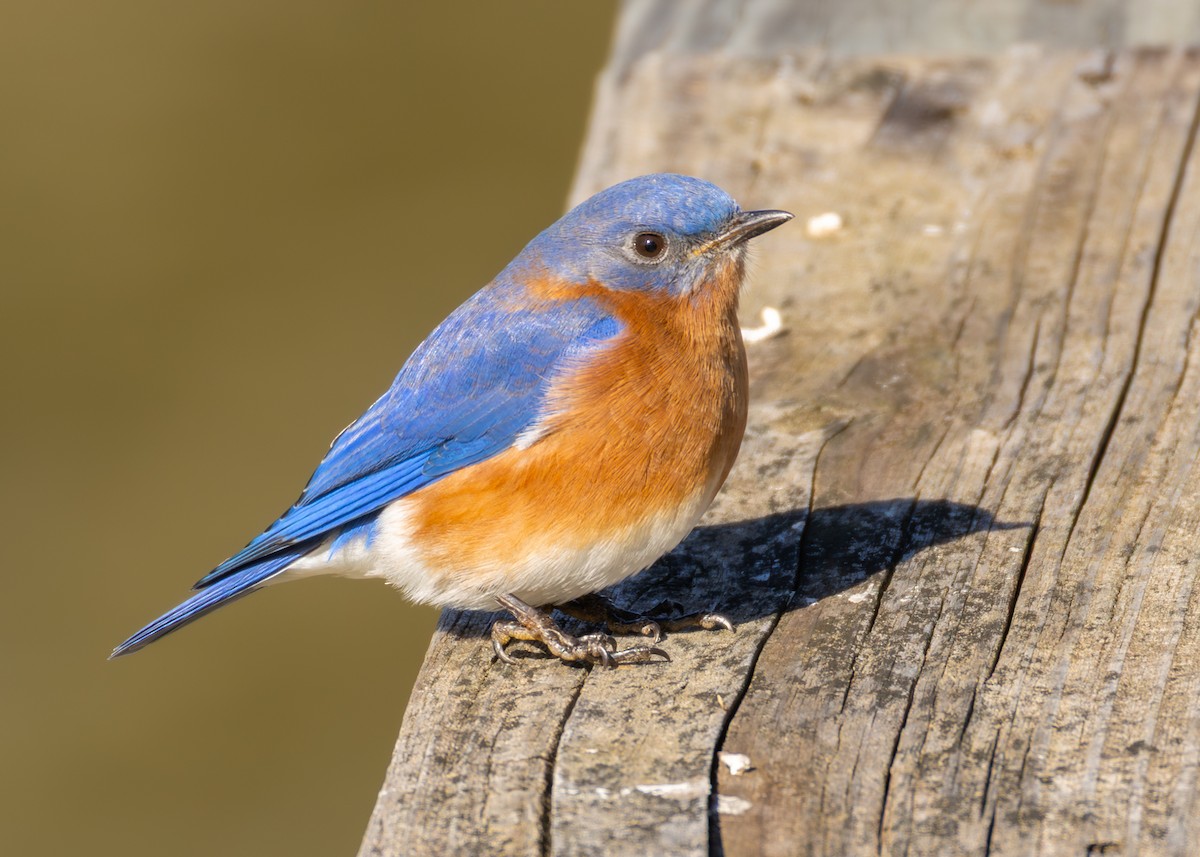 Eastern Bluebird - ML646955036