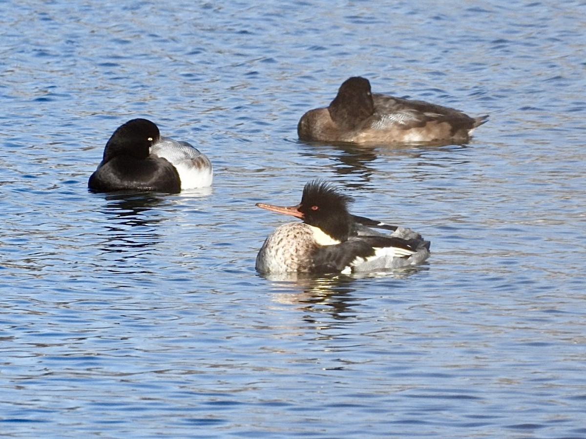 Red-breasted Merganser - ML646955037