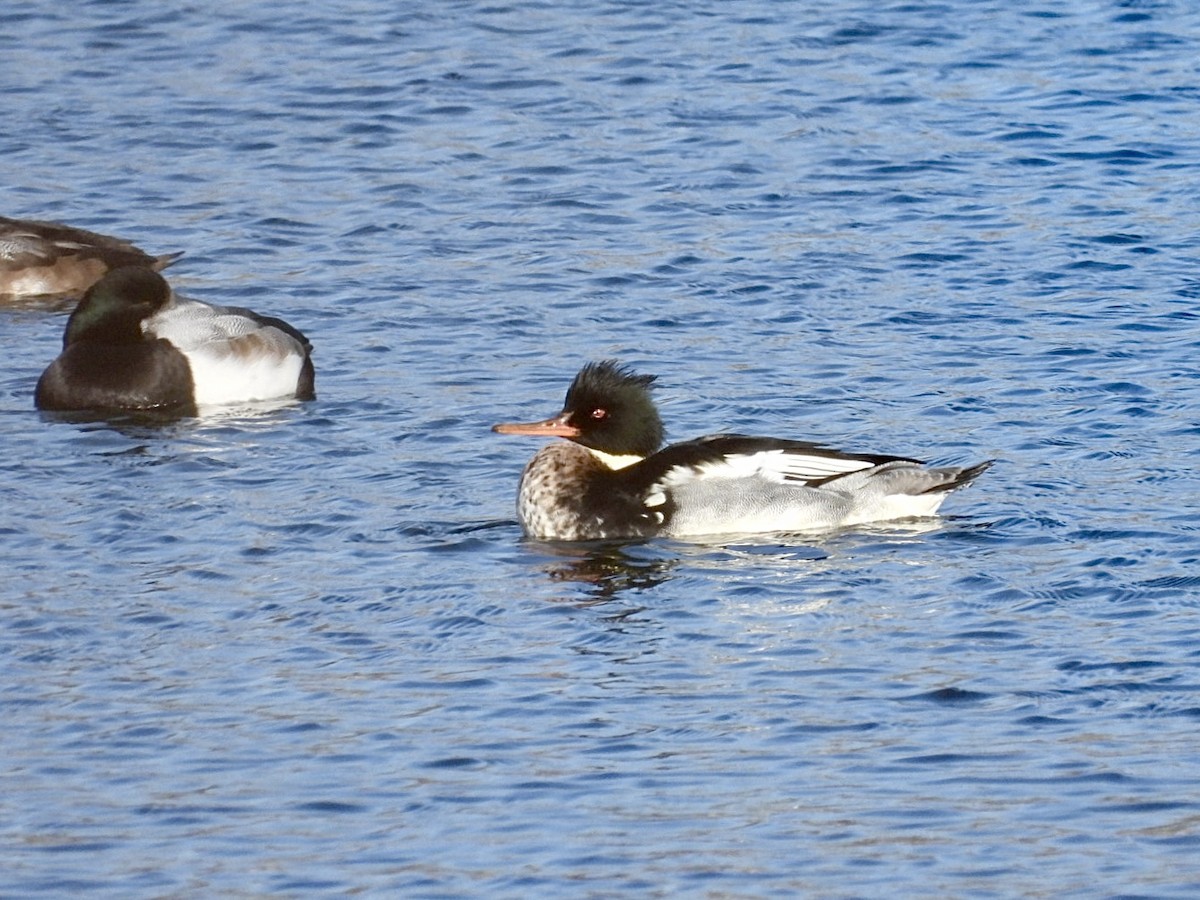 Red-breasted Merganser - ML646955038