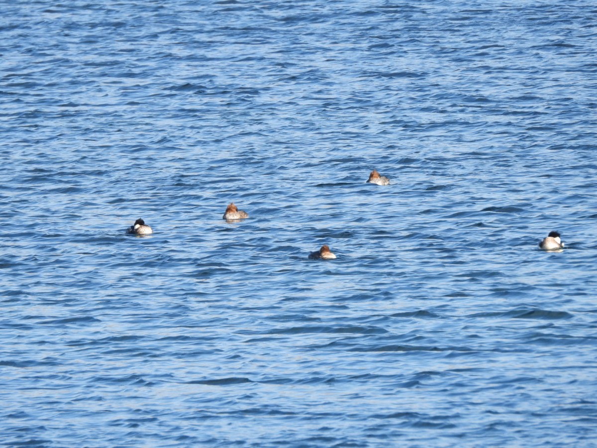 Red-breasted Merganser - ML646955039
