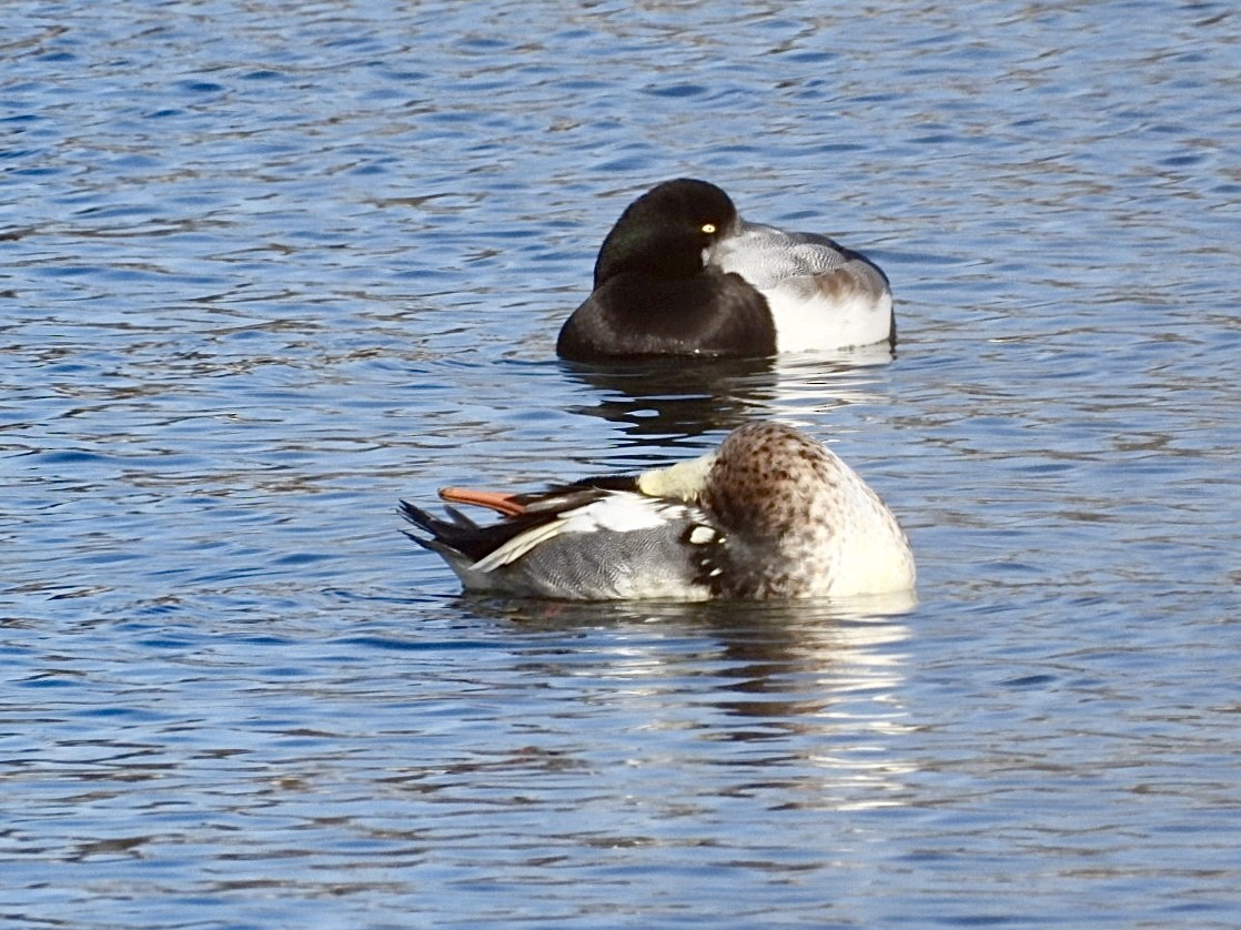 Red-breasted Merganser - ML646955040
