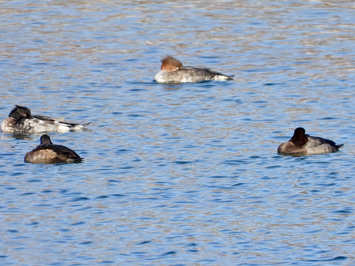 Red-breasted Merganser - ML646955041