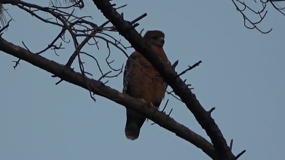Red-shouldered Hawk - ML646955042