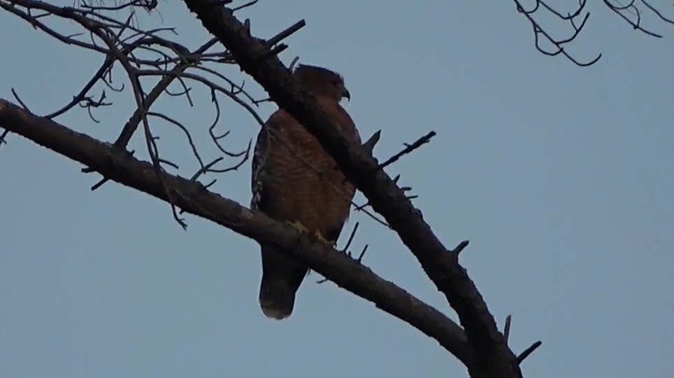 Red-shouldered Hawk - ML646955043