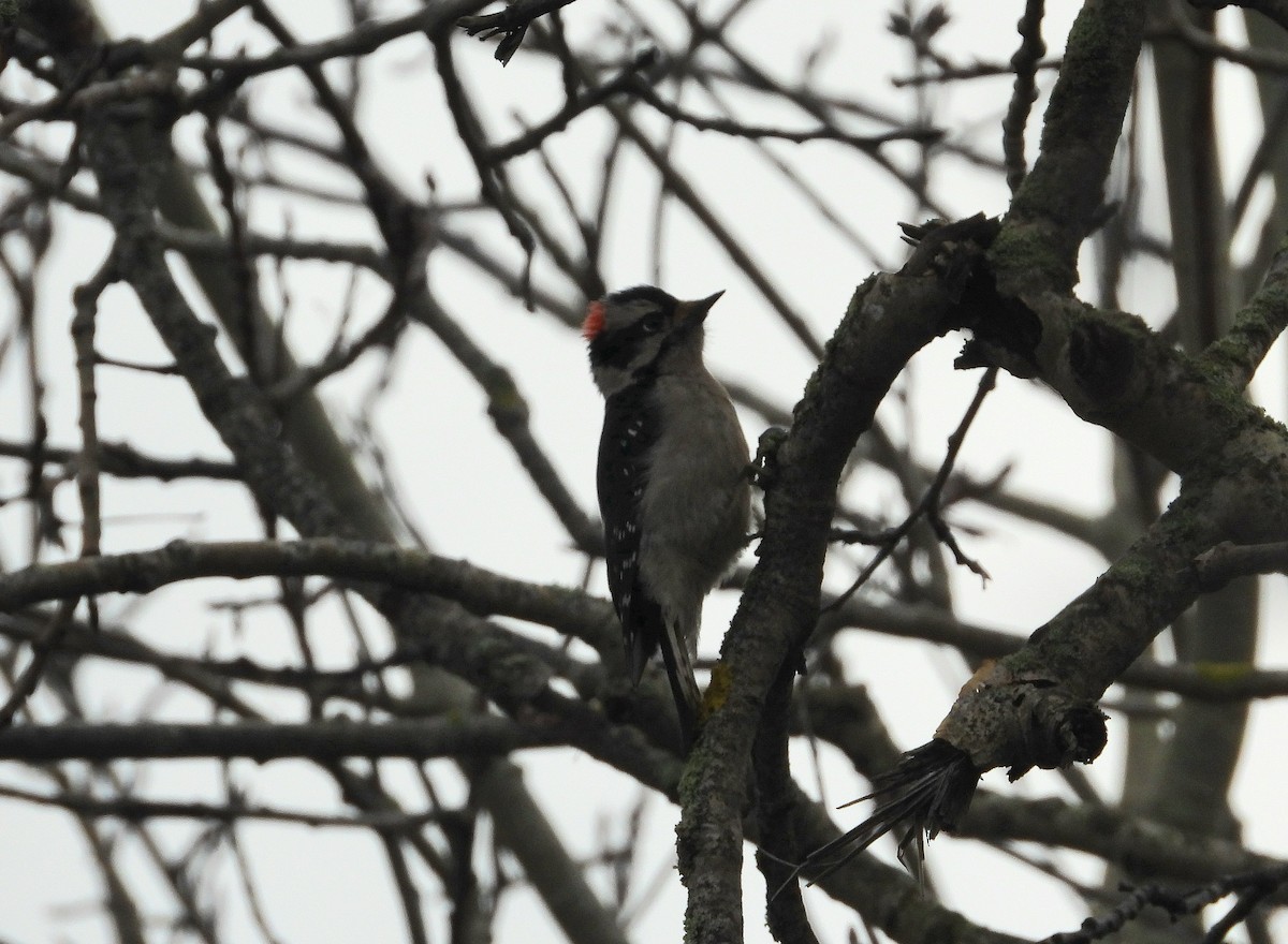 Downy Woodpecker - ML646955044