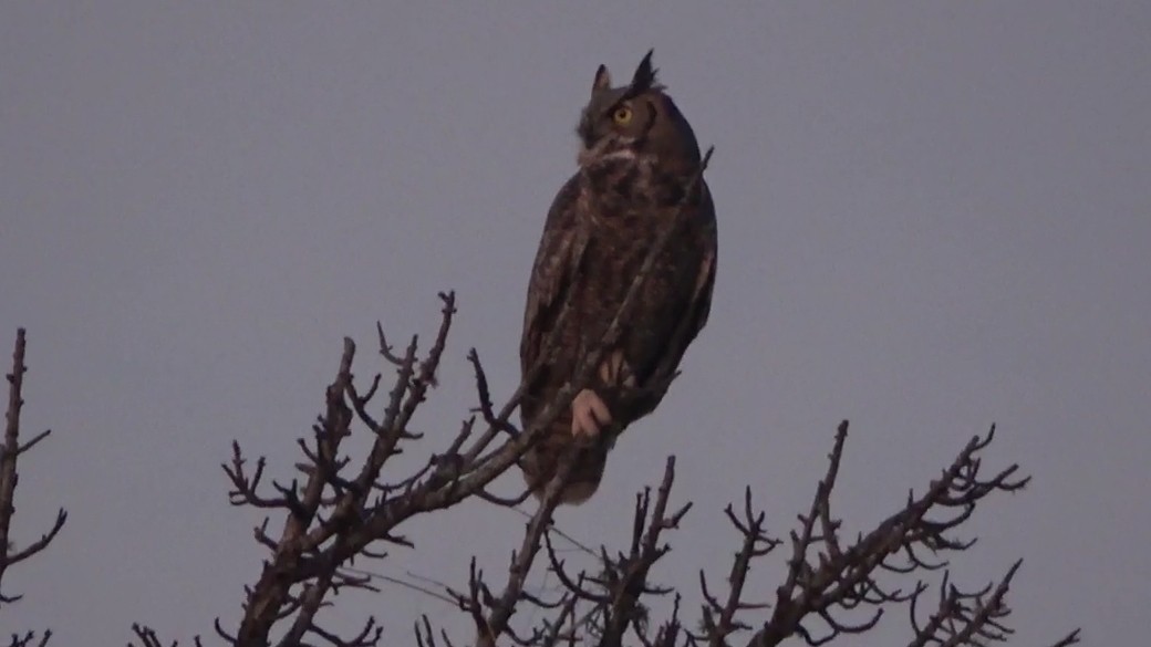 Great Horned Owl - ML646955055